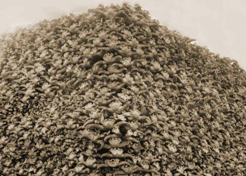 buffalo-skulls.png