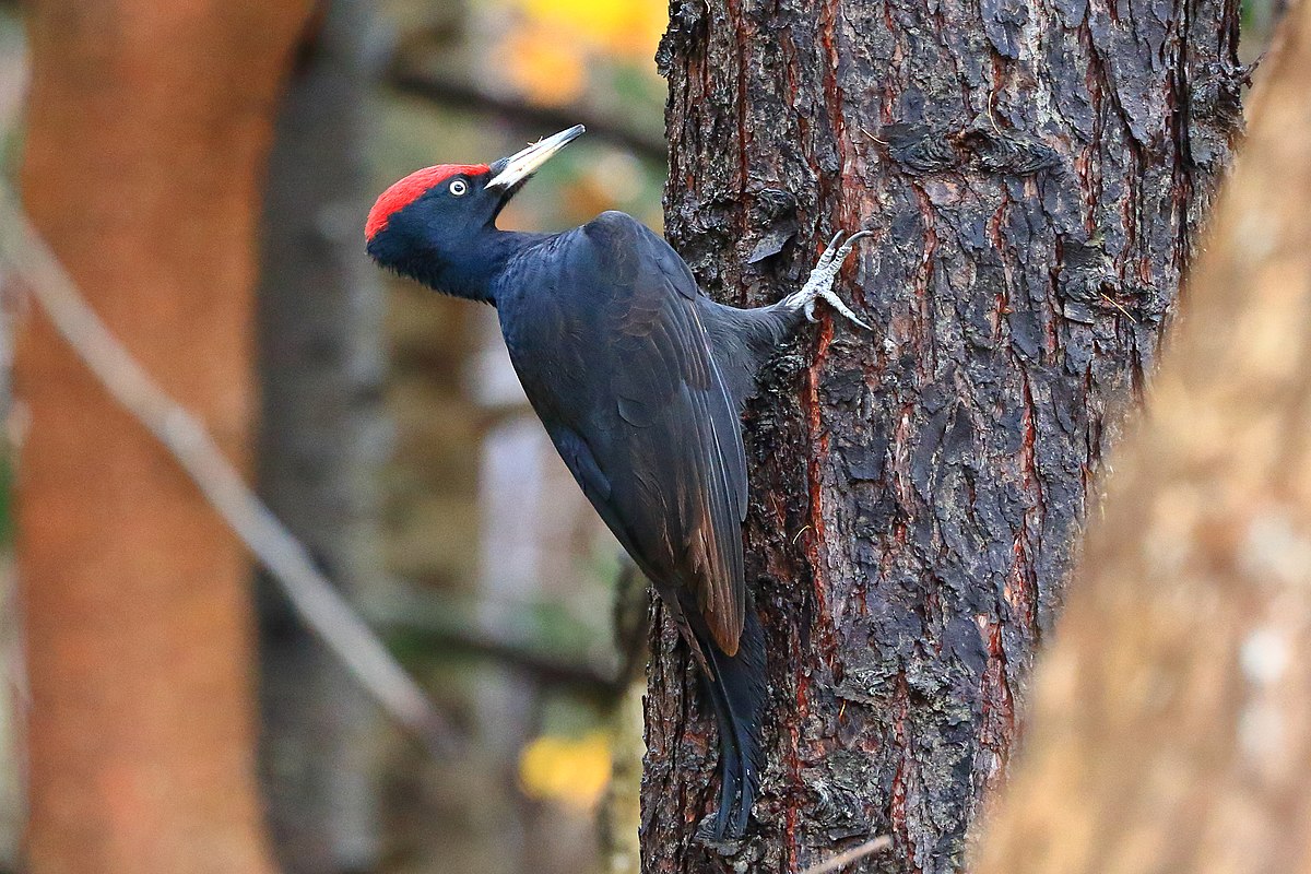 Black_woodpecker(Dryocopus_martius)クマゲラ.jpg
