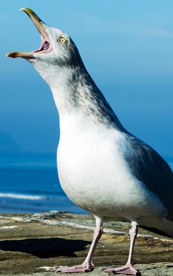 dirtybirdy
