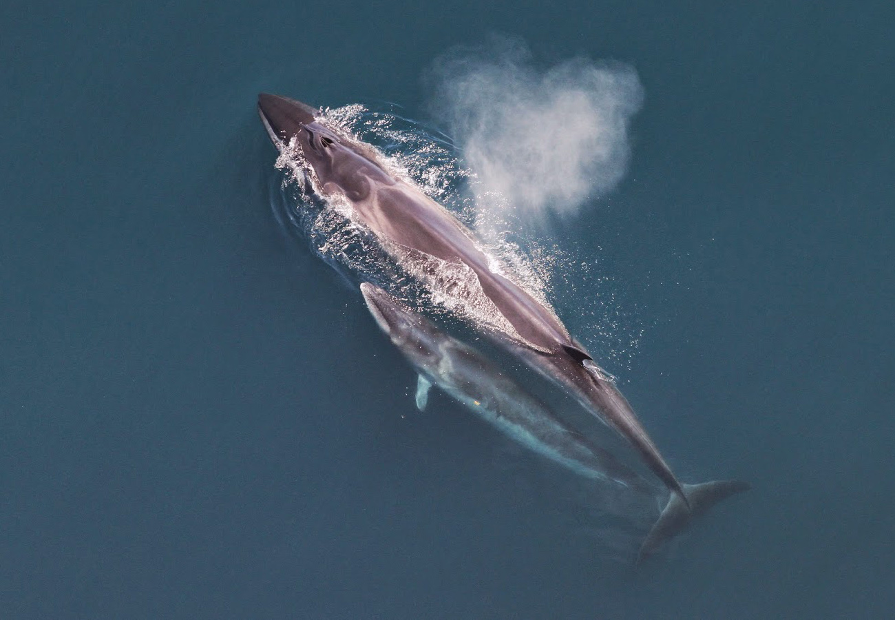 Seiwhale