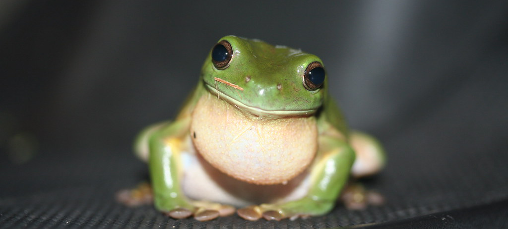 frog.png