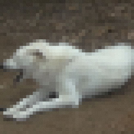 whitedog.jpg