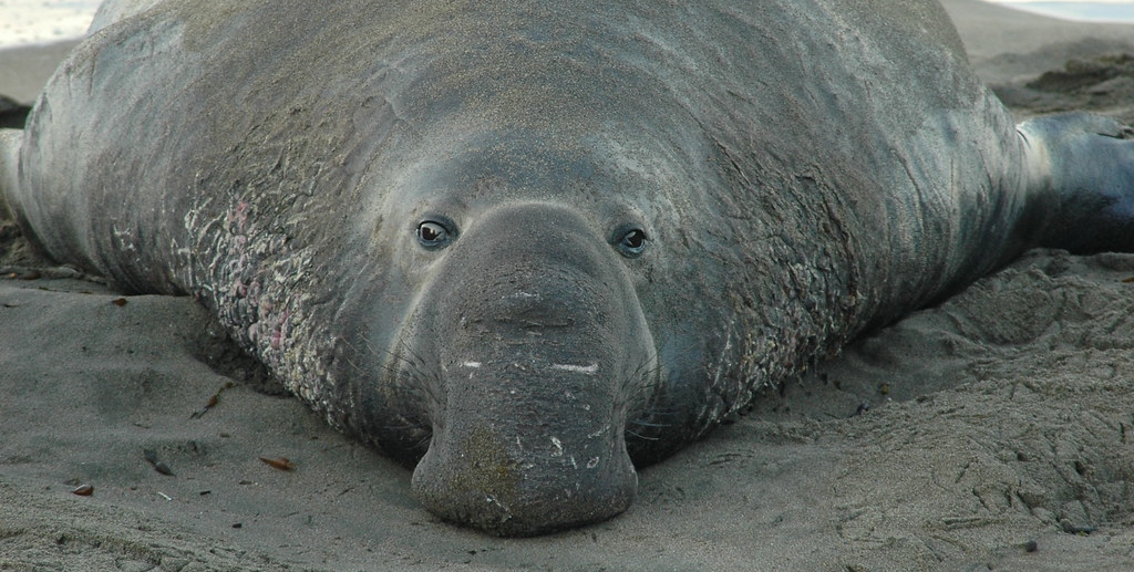 seal.png