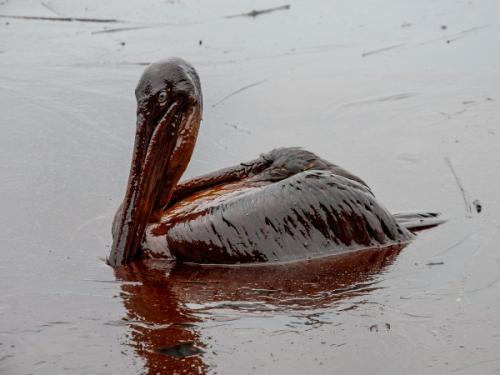duck.jpg