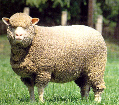 Merino