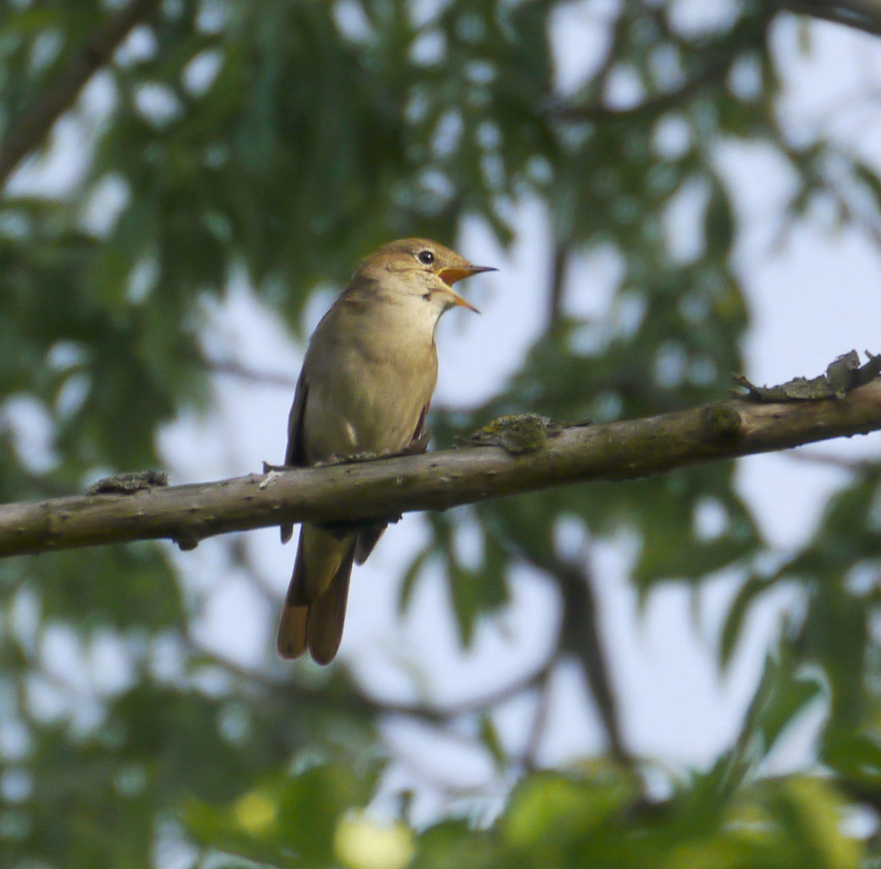 1280px-Luscinia_megarhynchos_Mannheim_1.jpg