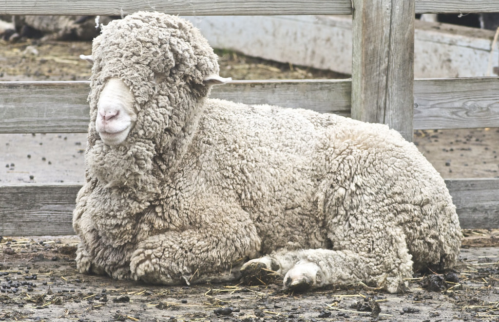 Billygoat3
