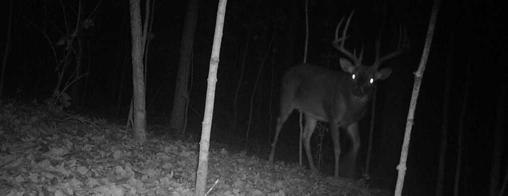NotDeer2