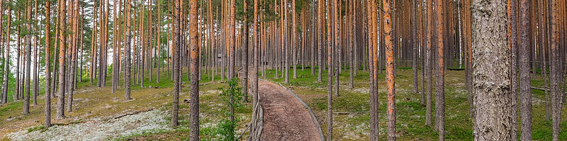 Pine Tree Grove.jpg