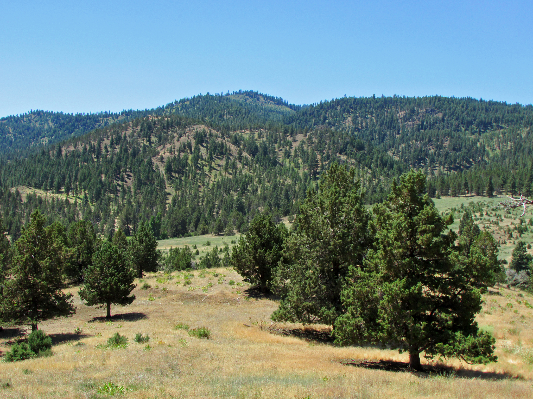 Forest_in_Central_Oregon_2.jpg