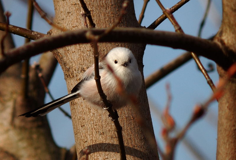 800px-Long_tail_tit_kyiv_2009_2.jpg