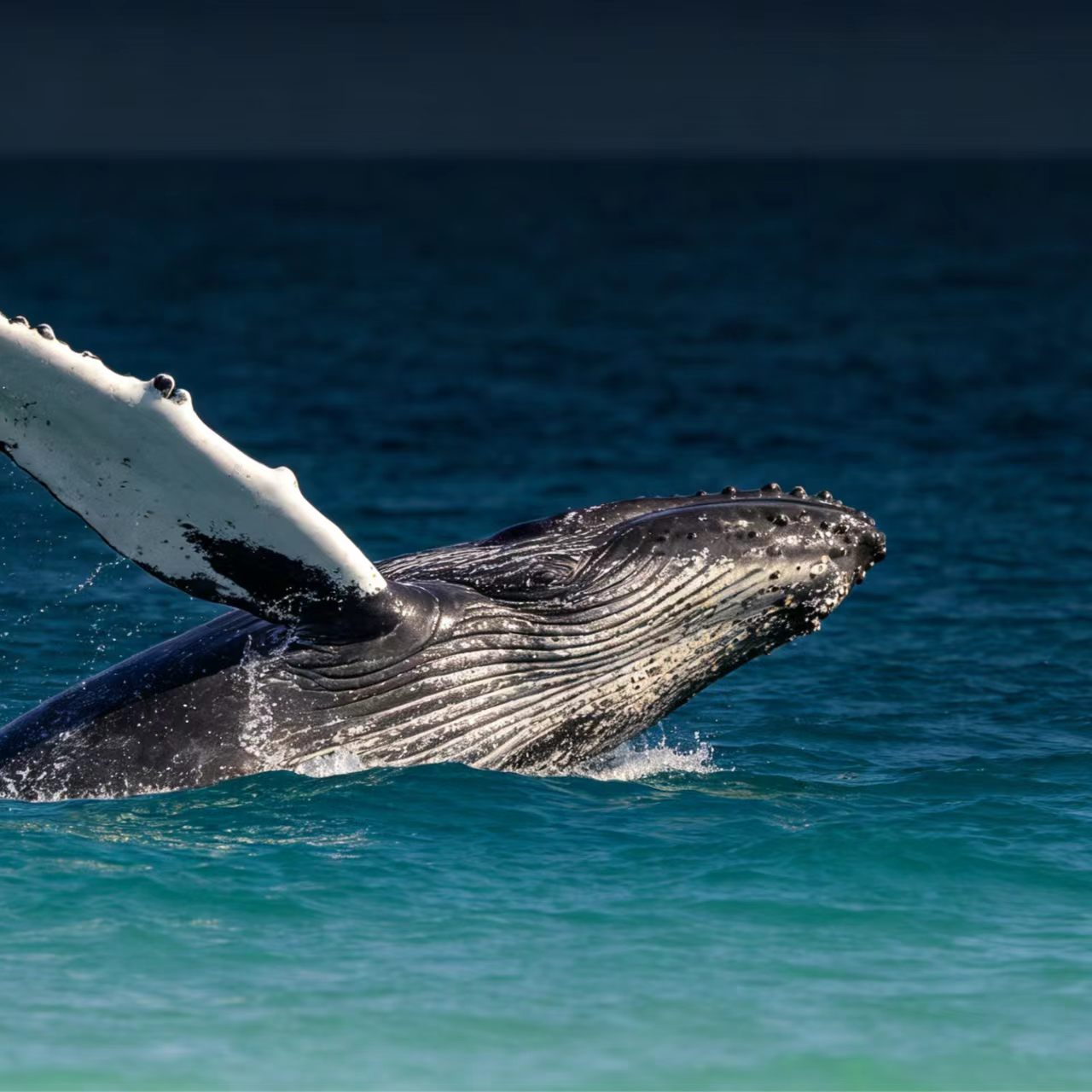 whale