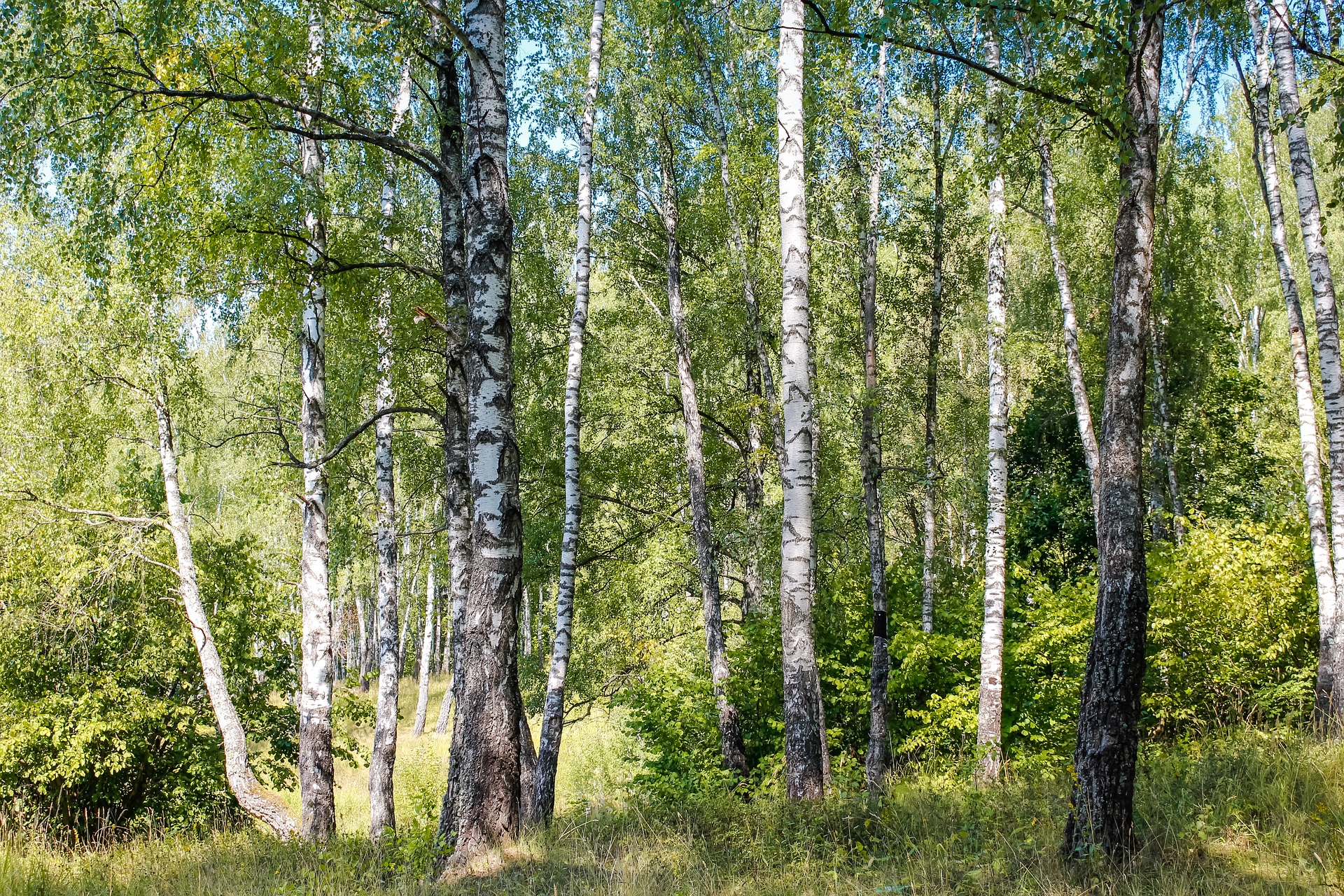 Tree-3