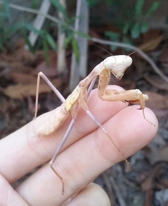 ZynMantis.jpg