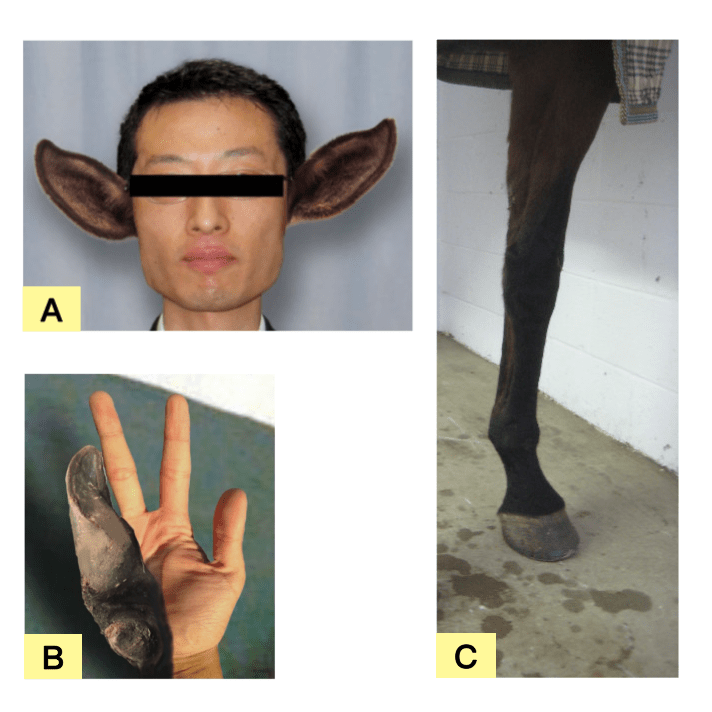 kitei-disease-2