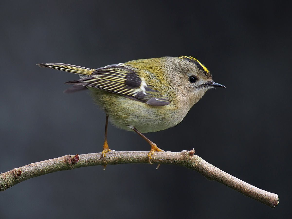 1200px-Goldcrest_1.jpg