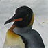 Arctique.png