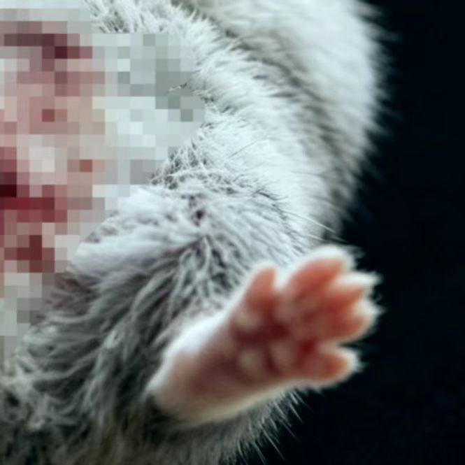 ham