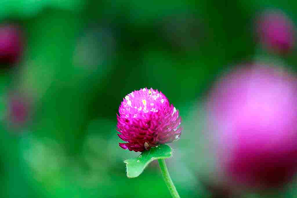 千日红的花语是「不朽」.JPG