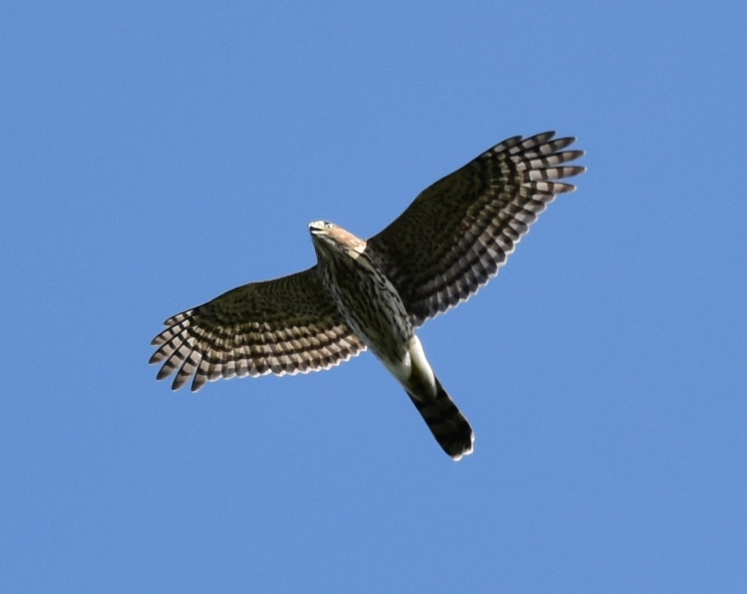 Red-shoulderedHawk,Adult.JPG