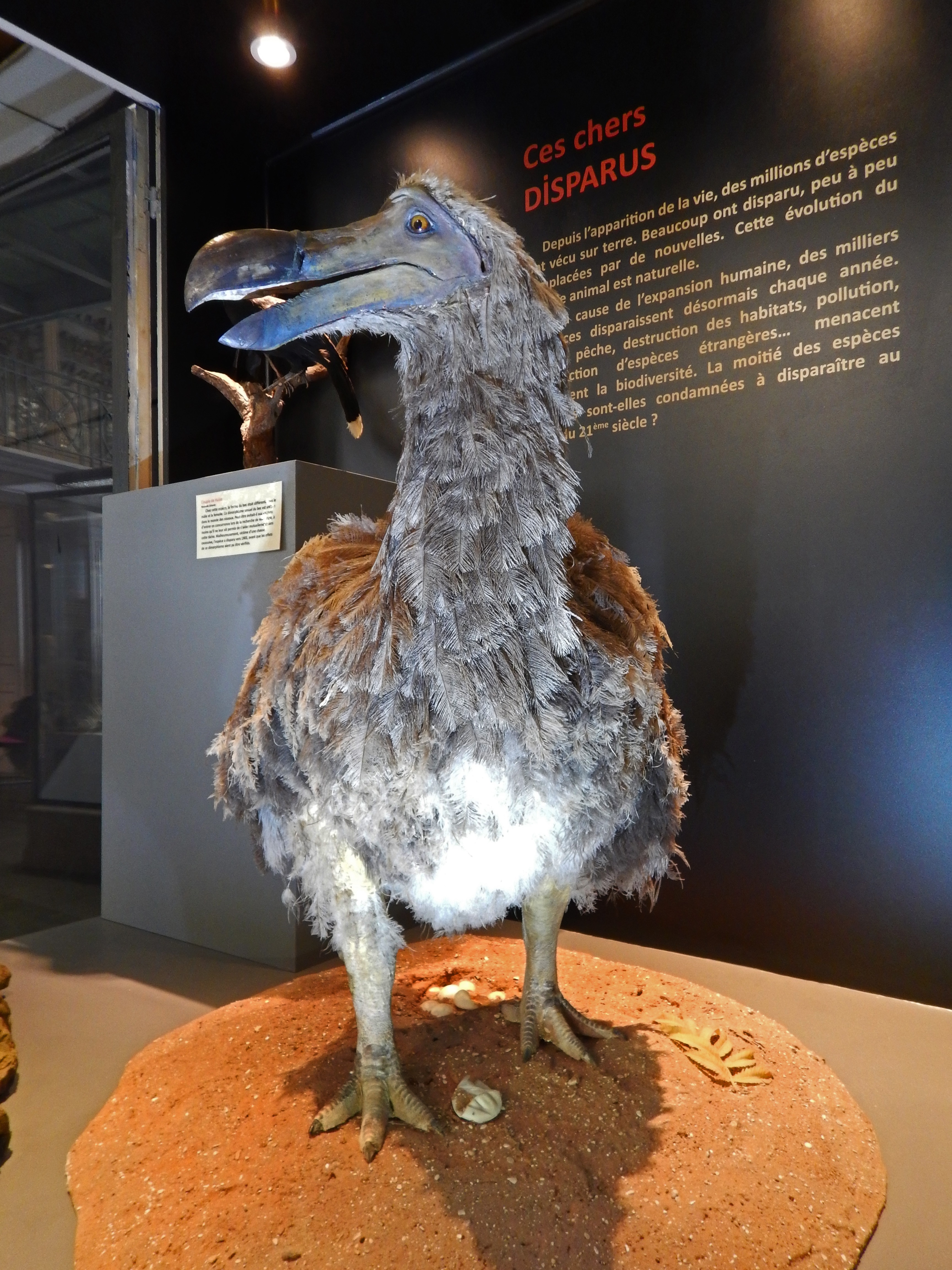 dodo1