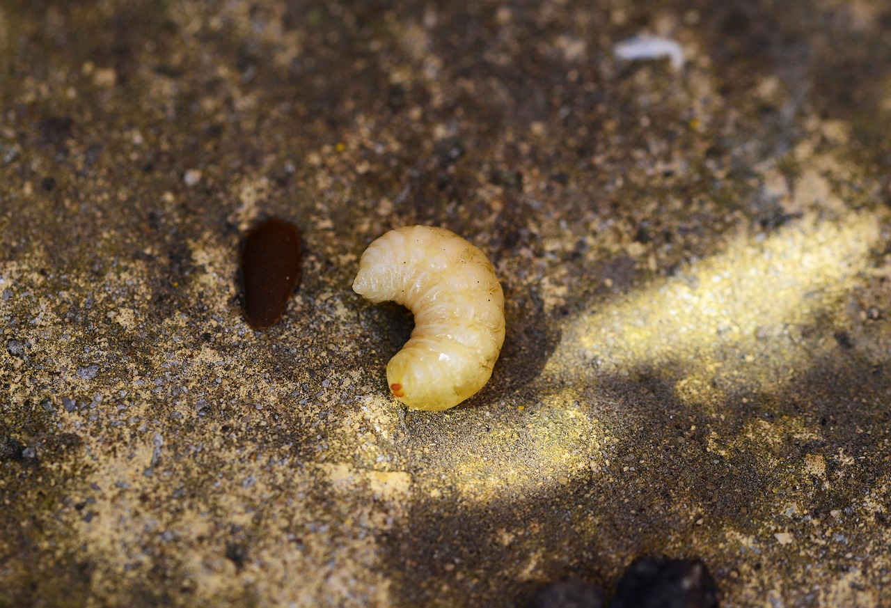 honey-bee-larvae-322532_1280.jpg