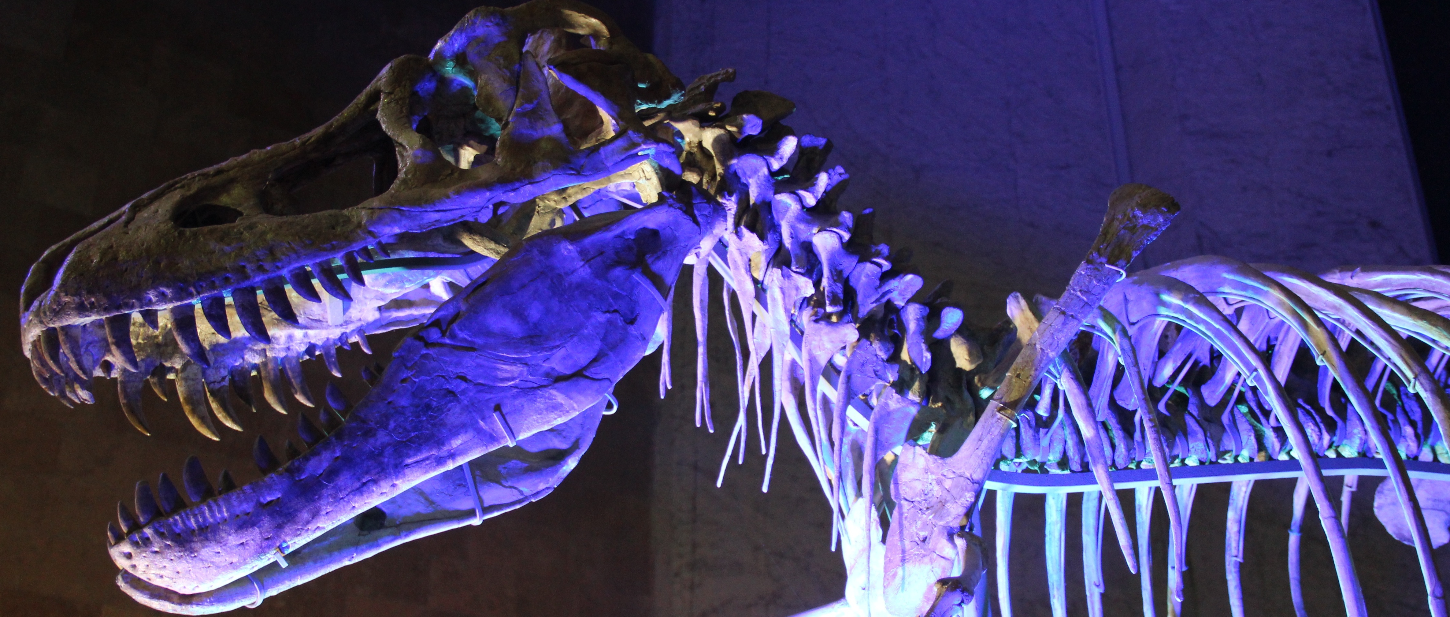 Tarbosaurus_mounted_cast_skull_(2).jpg
