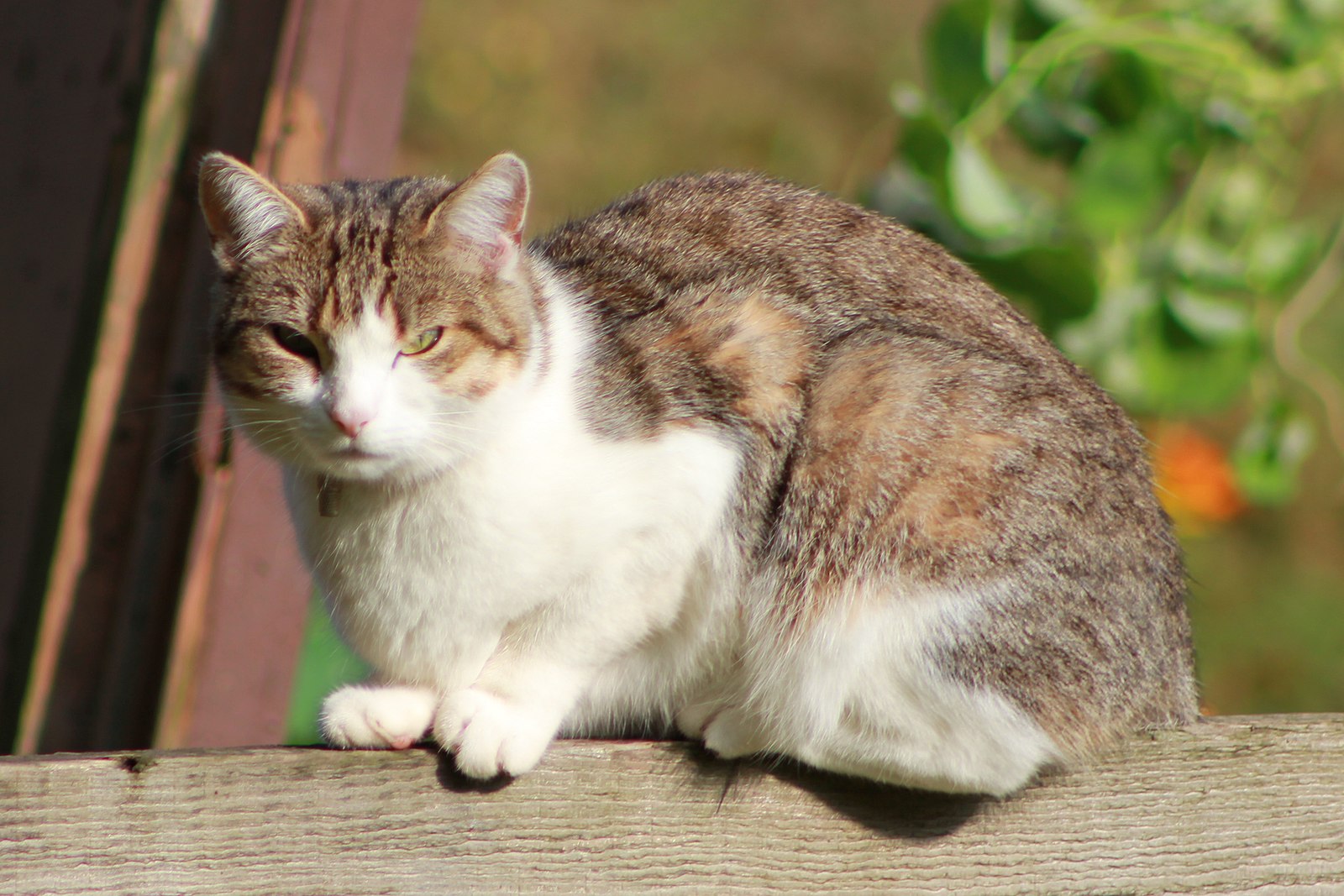 cat1
