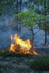 fire