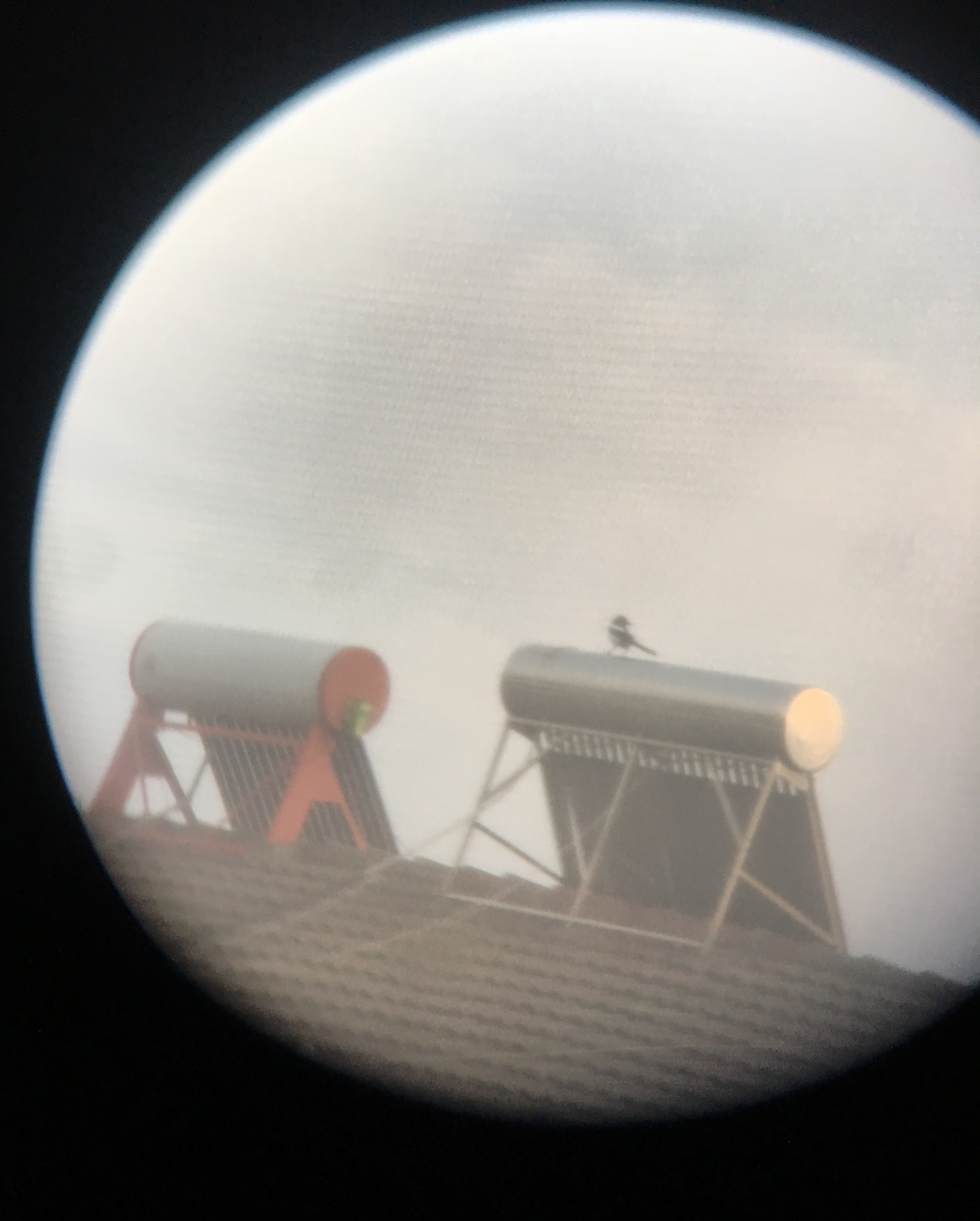 A bird