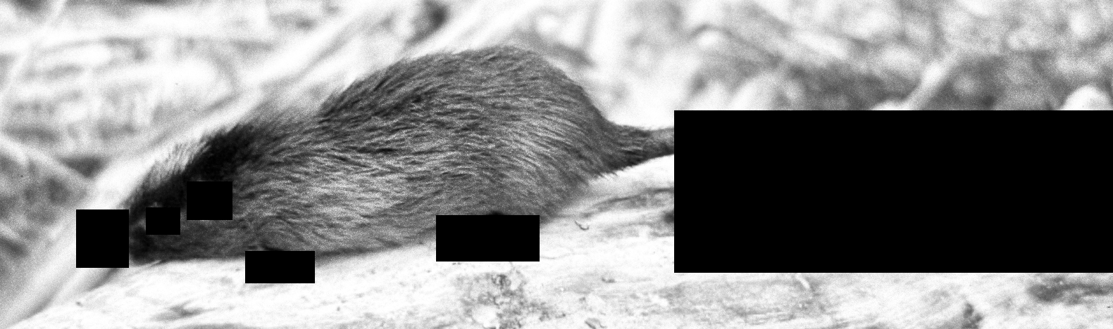 EastAndesRodent
