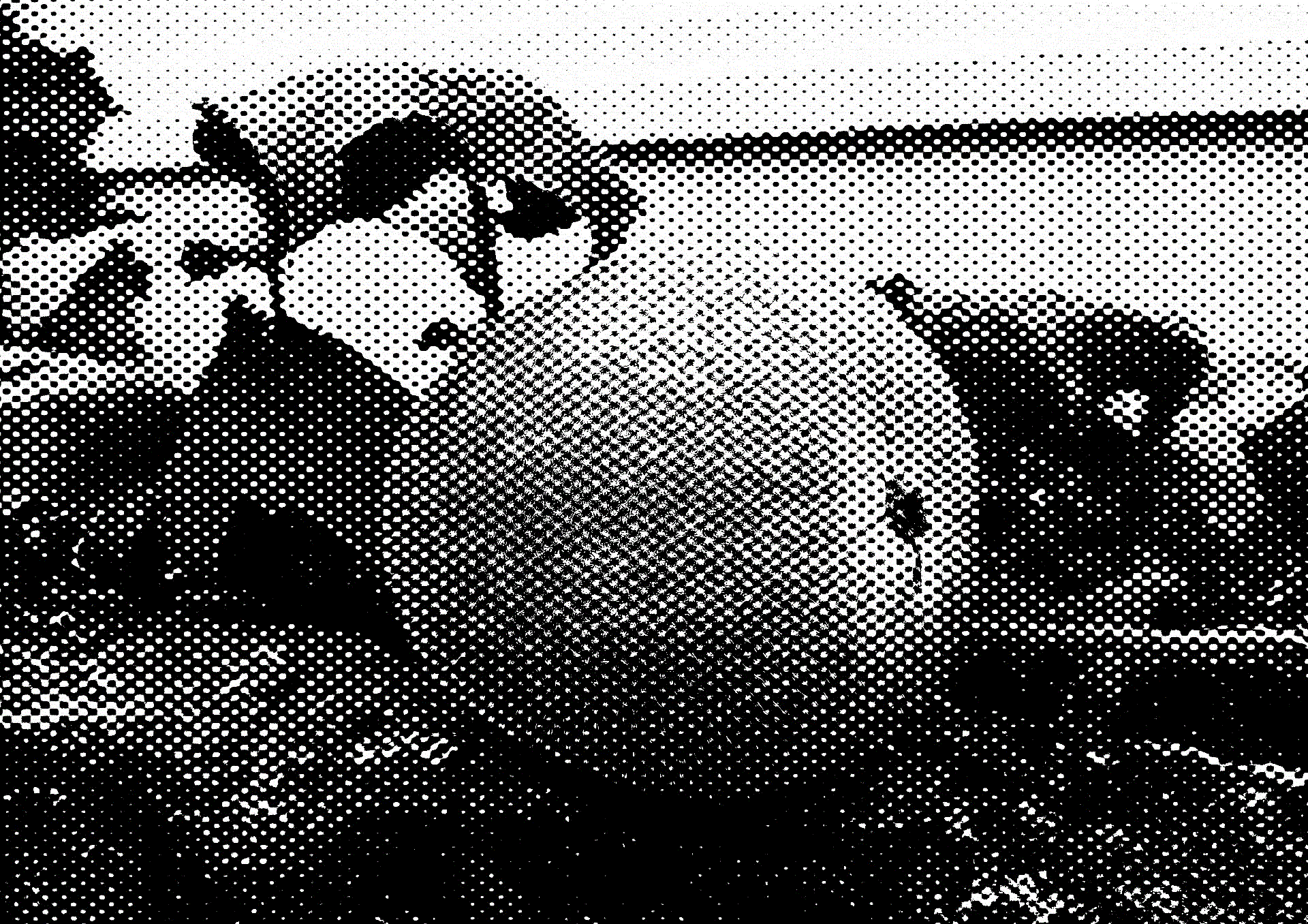 donggua.gif