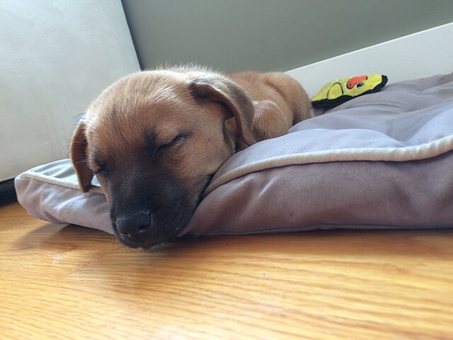 puppy.jpg
