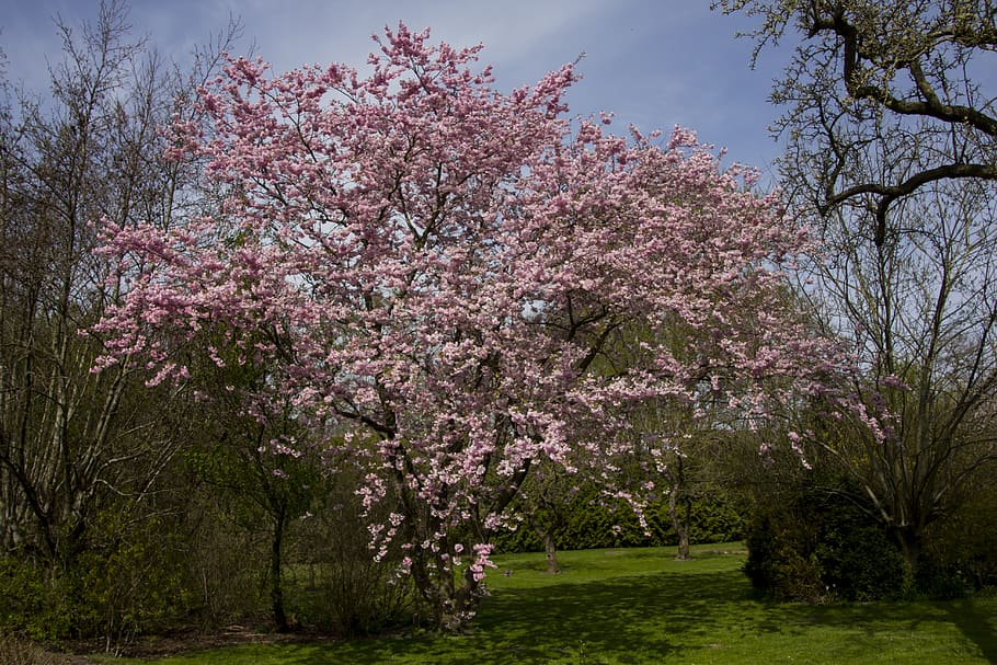 nenufar1.jpg