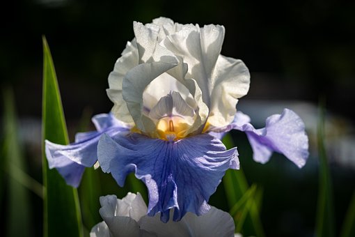 iris-3467097__340.jpg
