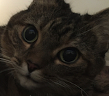 cat.jpg