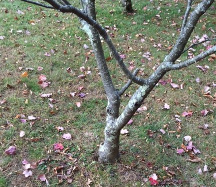 tree.jpg