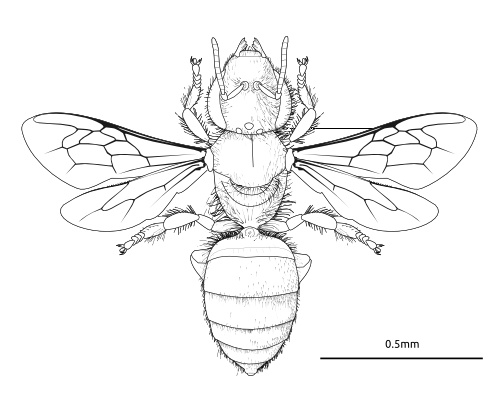 SCP-3368_Apis-Animo_Worker_by_Melissa_Broussard.png