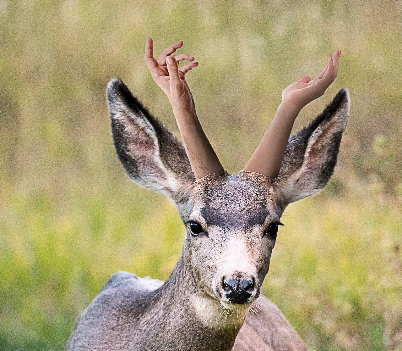 tedeer.jpg
