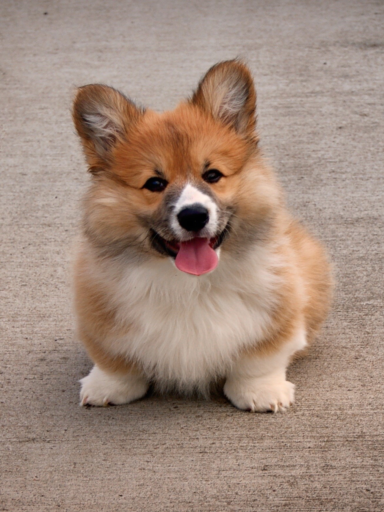 outdoor-puppy-dog-animal-pet-mammal-542273-pxhere.com.jpg