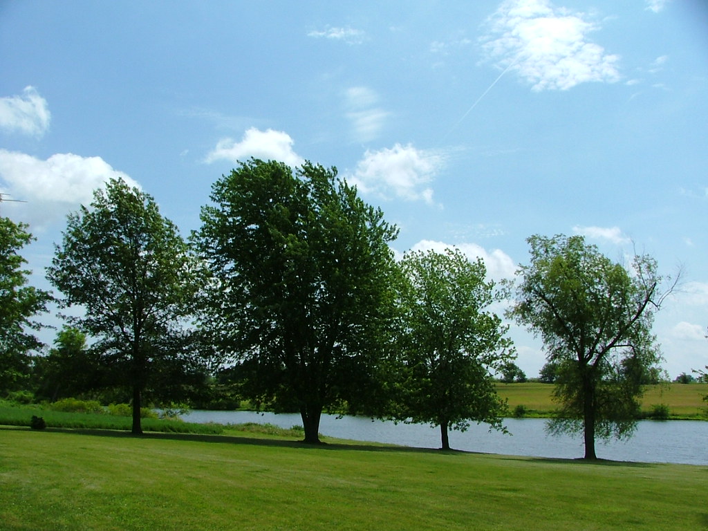 treesss