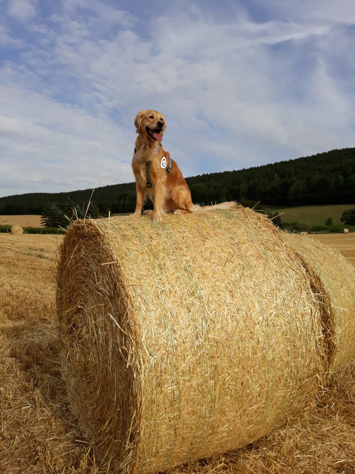 dog.jpg