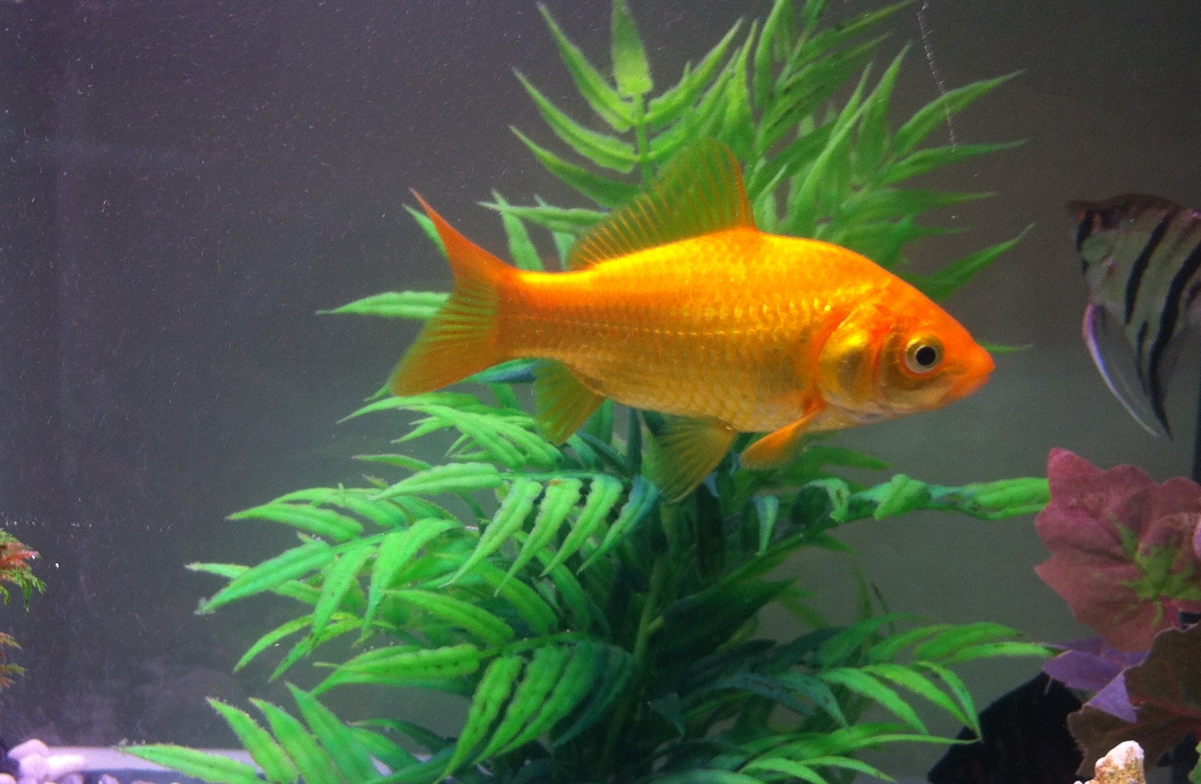 fish1.jpg