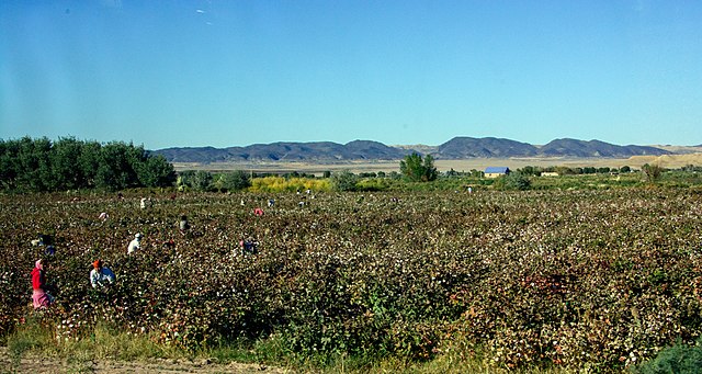 Karakalpakstan_Kyzyl_Qala_Cotton_Picking.jpg