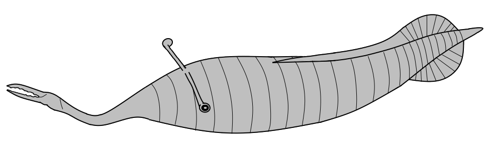Tullimonstrum_Mikami_et_al_2023.png