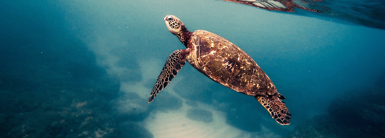 turtle.png
