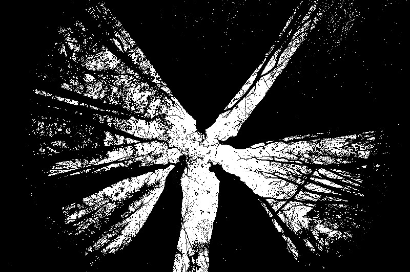 World_Trees.jpg