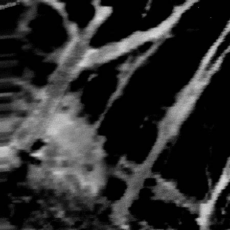 trees.jpg