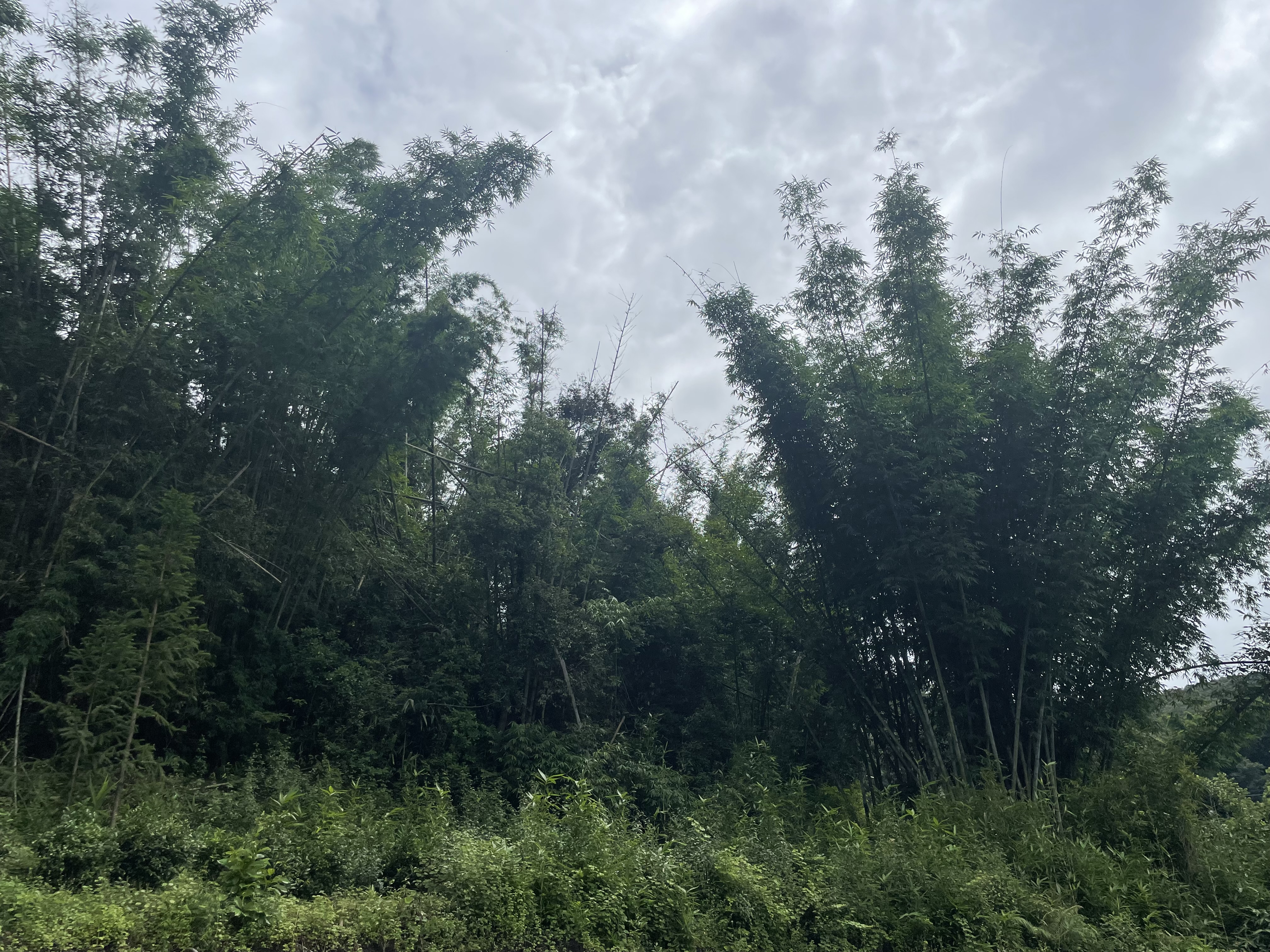 IMG_5050.jpeg