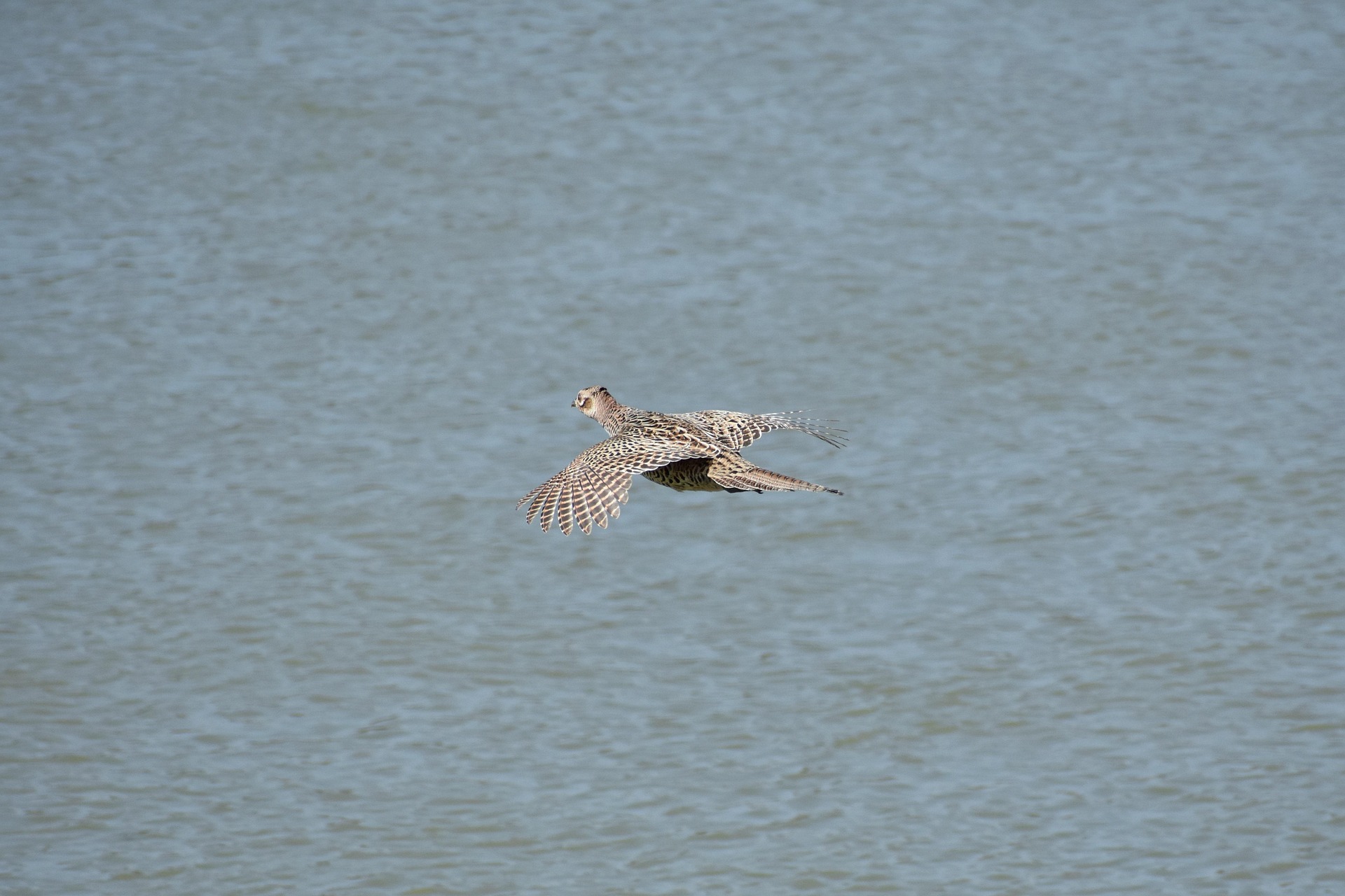 3503898-animal-3282741_1920.jpg